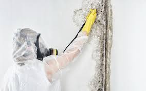 Mold Removal for HVAC Installations in Archbald, PA